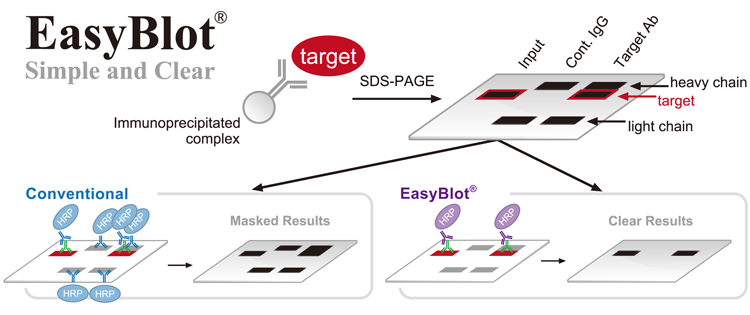 Secondary Antibodies