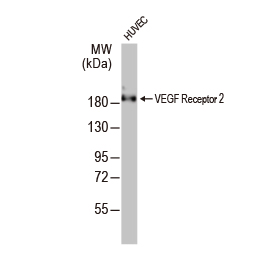 VEGF Receptor 2 antibody (GTX129943)