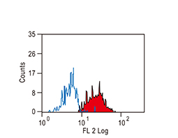 B7-H3 / CD276 antibody [MIH42] (PE) (GTX43126)