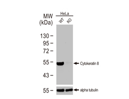 Cytokeratin 8 antibody