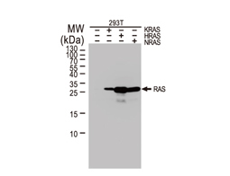 Ras antibody
