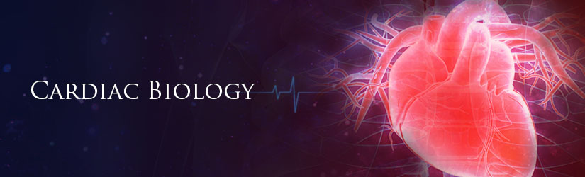 Cardiac Biology