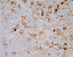 SIRP alpha antibody [OX-41] (GTX42349)