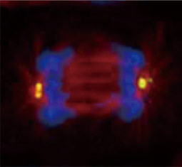 gamma Tubulin antibody (GTX113286)