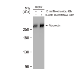 Fibronectin antibody(GTX112794)