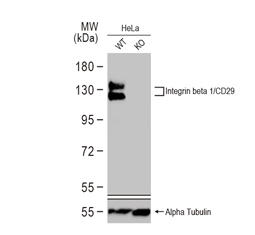 Integrin beta 1 / CD29 antibody (GTX128839)
