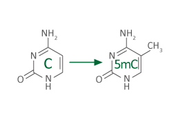 DNA Methylation