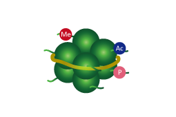 Histone Modifications