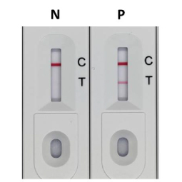 ACE2 antibody [N1N2], N-term (GTX101395)