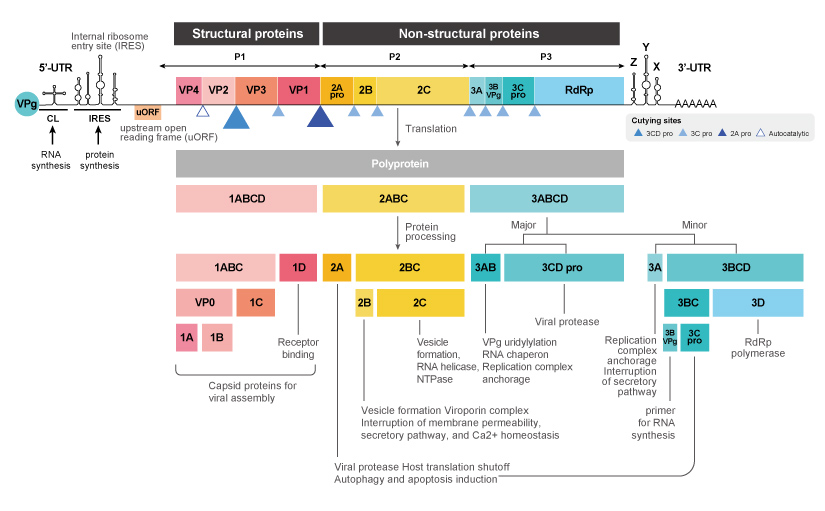 Figure 2. The EV71 genome codes for a single polyprotein that is processed into 11 mature proteins.