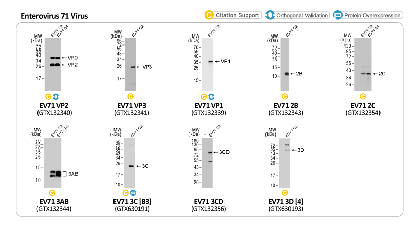 Figure 2. The EV71 genome codes for a single polyprotein that is processed into 11 mature proteins.