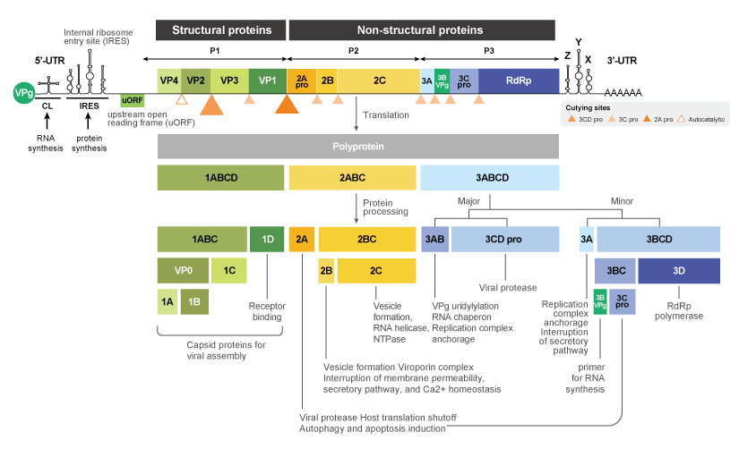 Figure 2. The EV-D68 genome codes for a single polyprotein that is processed into 11 mature proteins.