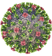 influenza virus