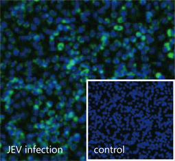 NS1 (JEV) antibody GTX131369