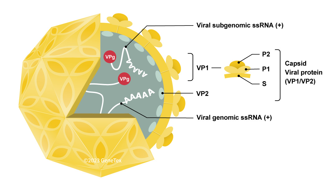 Figure 1. The NoV virion