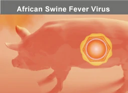 African Swine Fever Virus