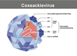 Coxsackievirus