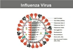 Influenza virus