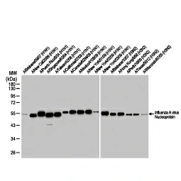 Influenza A Virus Nucleoprotein antibody [HL1103] (GTX636318)