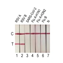 Respiratory Syncytial Virus Nucleoprotein antibody [HL1248] (GTX636650)