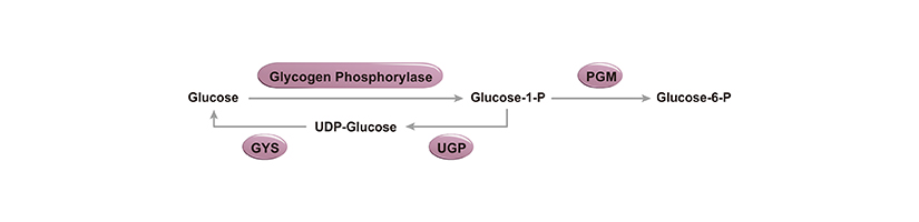 Glycolysis