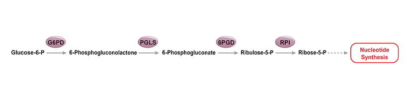Pentose Phosphate Pathway