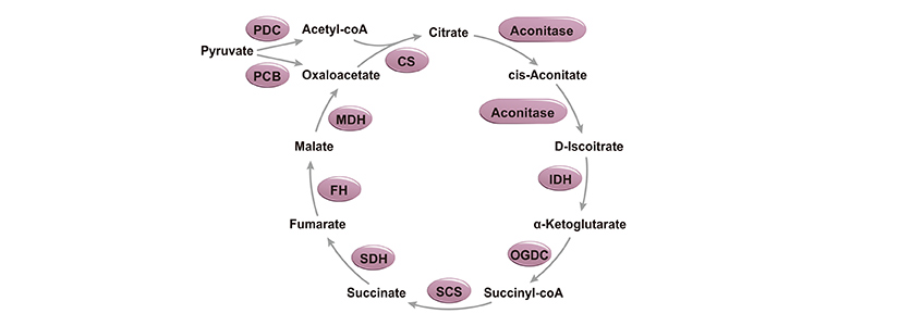 TCA Cycle