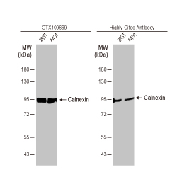 Calnexin antibody [C3], C-term