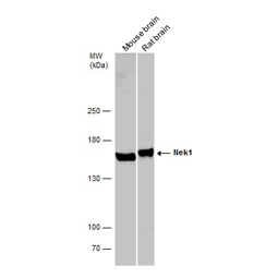 Nek1 antibody