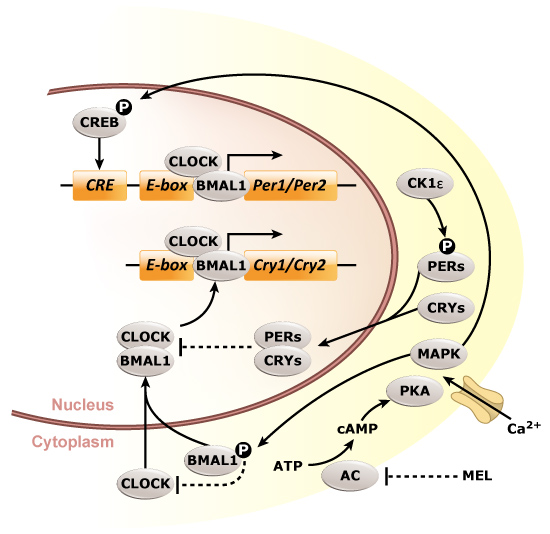 Circadian Rhythm