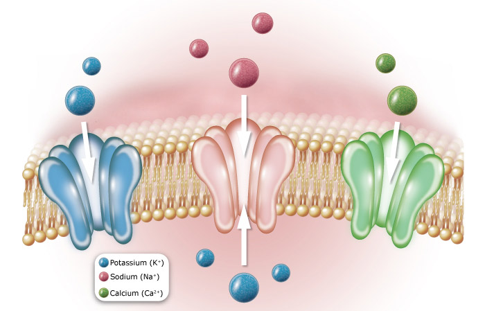 Ion Channels