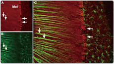 Cav2.1 antibody (GTX54753)