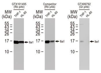 Iba1 antibody