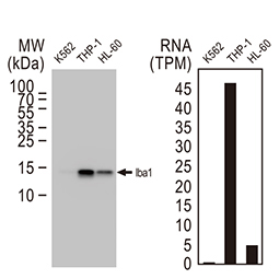 Iba1 antibody