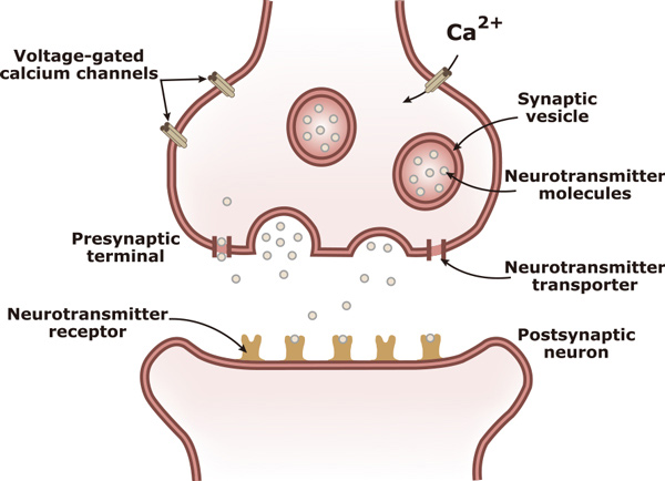 Neurotransmission