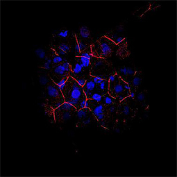 Zebrafish-antibodies-Cdh1 (E-cadherin)