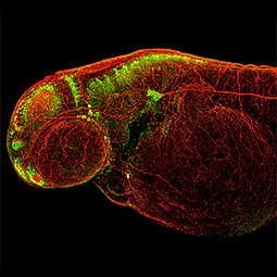 Zebrafish-antibodies-Elavl3+4 (HuC/D)