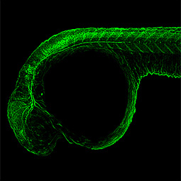 Zebrafish-antibodies-GFAP