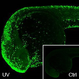 Zebrafish-antibodies-Histone H2A.X pS139
