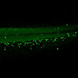 Zebrafish-antibodies-Lcp1