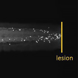 Zebrafish-antibodies-Mpx