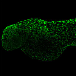 Zebrafish-antibodies-PCNA