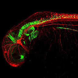 Zebrafish-antibodies-Pax2a