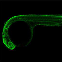 Zebrafish-antibodies-Sox2