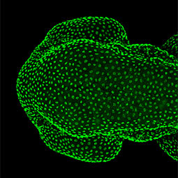 Zebrafish-antibodies-Tp63