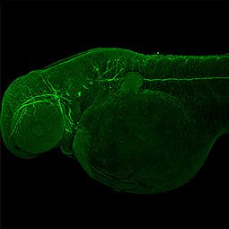 Zebrafish-antibodies-Vimentin