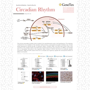 Circadian Rhythm
