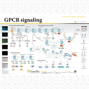 GPCR signaling
