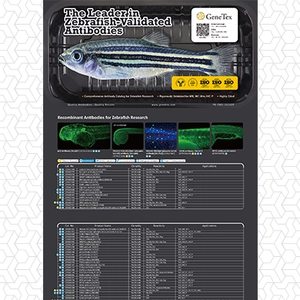 The Leader in Zebrafish-Validated Antibodies