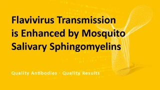 Flavivirus Transmission is Enhanced by Mosquito Salivary Sphingomyelins